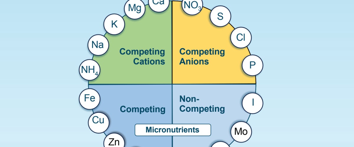 Plant Sap Nutrient Interaction Summary Chart