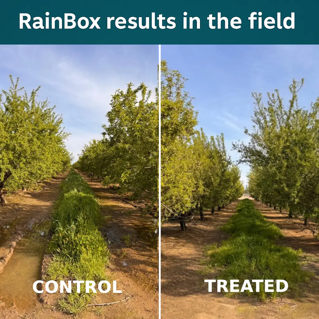 Control field without RainBox treatment showing standing water between tree rows